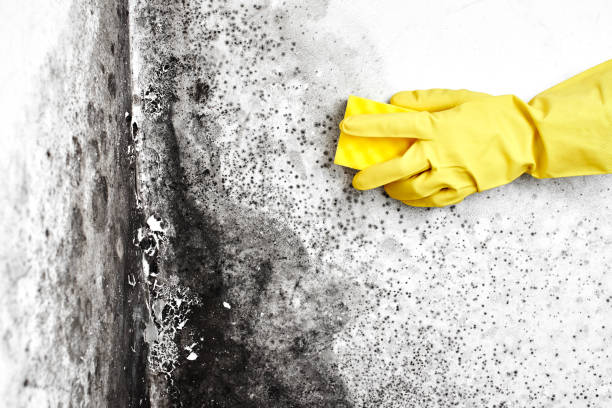 Best Emergency Mold Removal  in Cleveland, NC