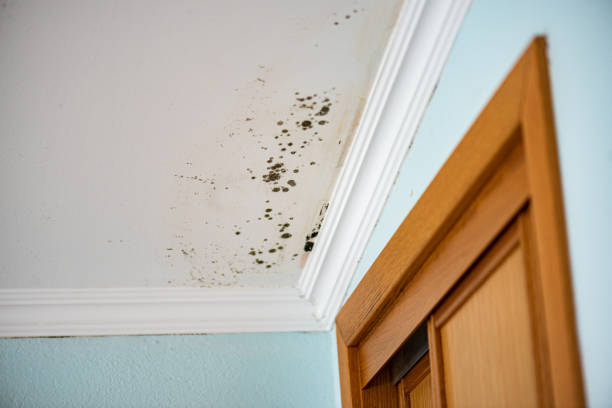 Best Office Mold Removal Services  in Cleveland, NC