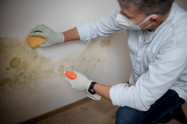 Best Fast Mold Removal  in Cleveland, NC