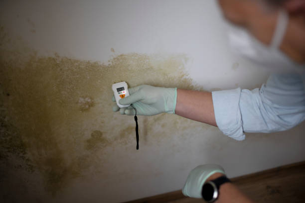 Best Mold Removal Company Near Me  in Cleveland, NC