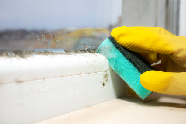 Trusted Cleveland, NC Mold Removal Experts