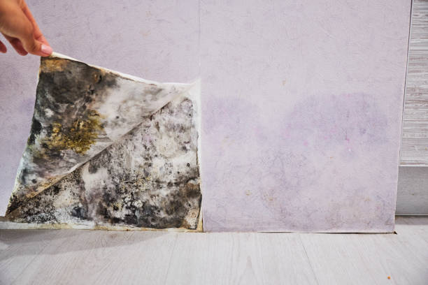 Best Mold Cleaning Services  in Cleveland, NC